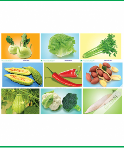 TRANH CÁC LOẠI RAU CỦ